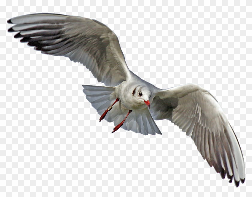 Detail Birds Transparent Background Nomer 32