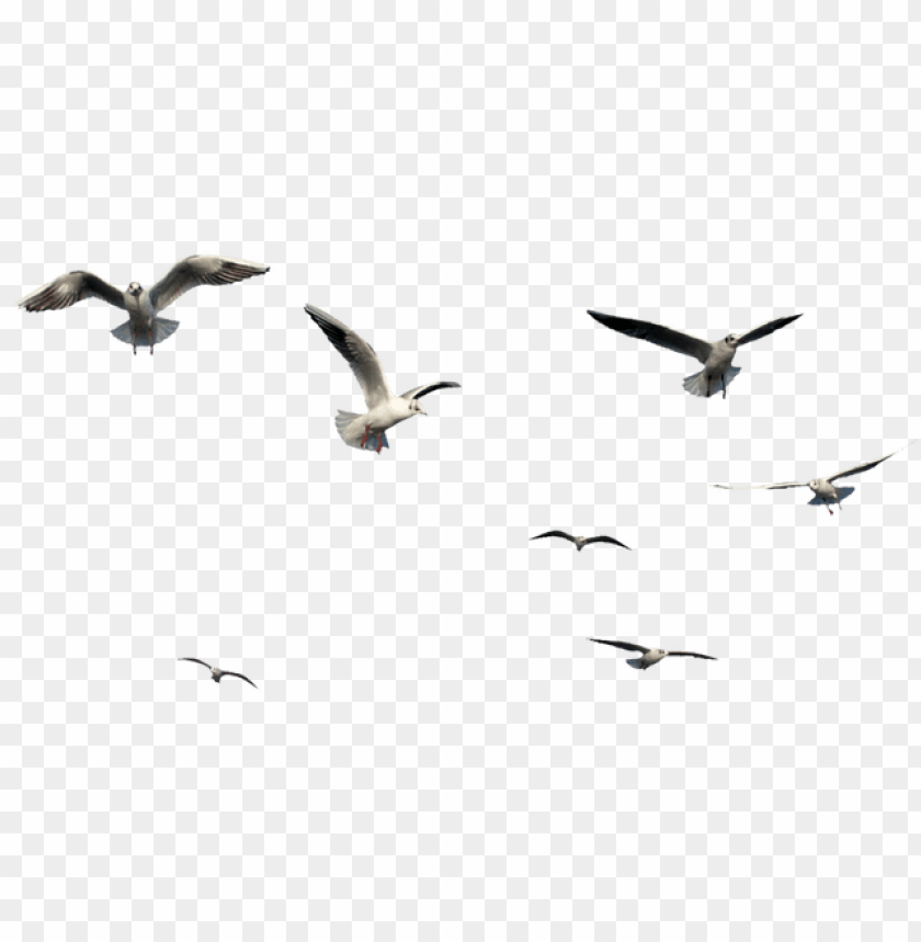 Detail Birds Transparent Background Nomer 33