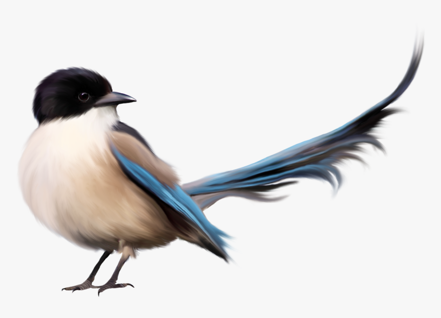 Detail Birds Transparent Background Nomer 40