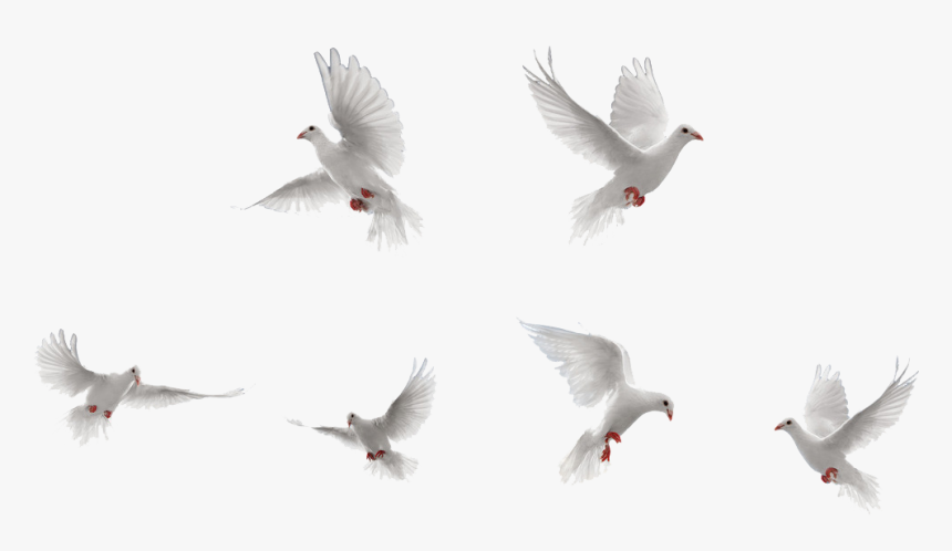 Detail Birds Transparent Background Nomer 54