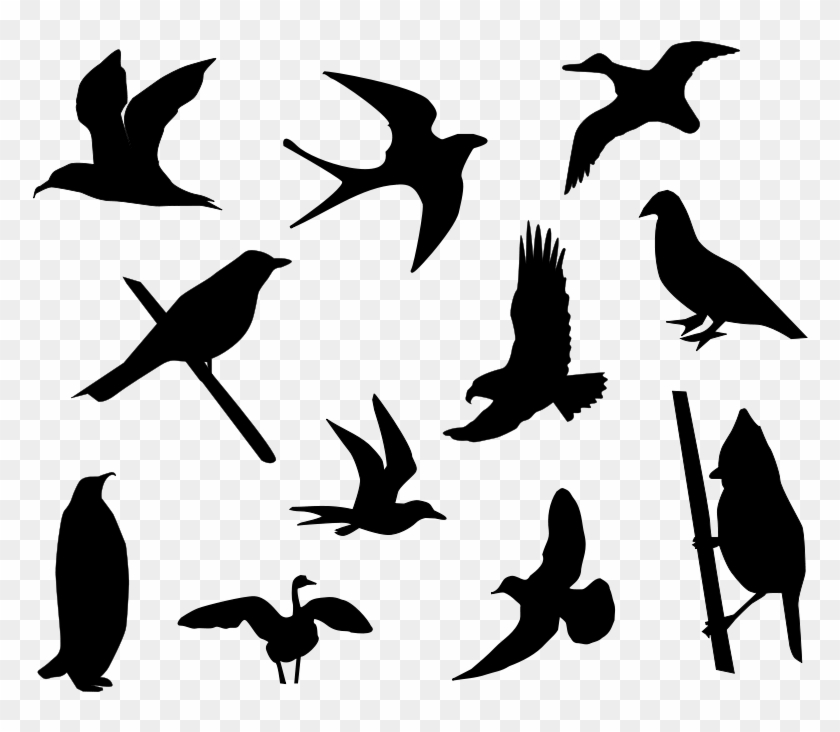 Detail Birds Vector Png Nomer 12