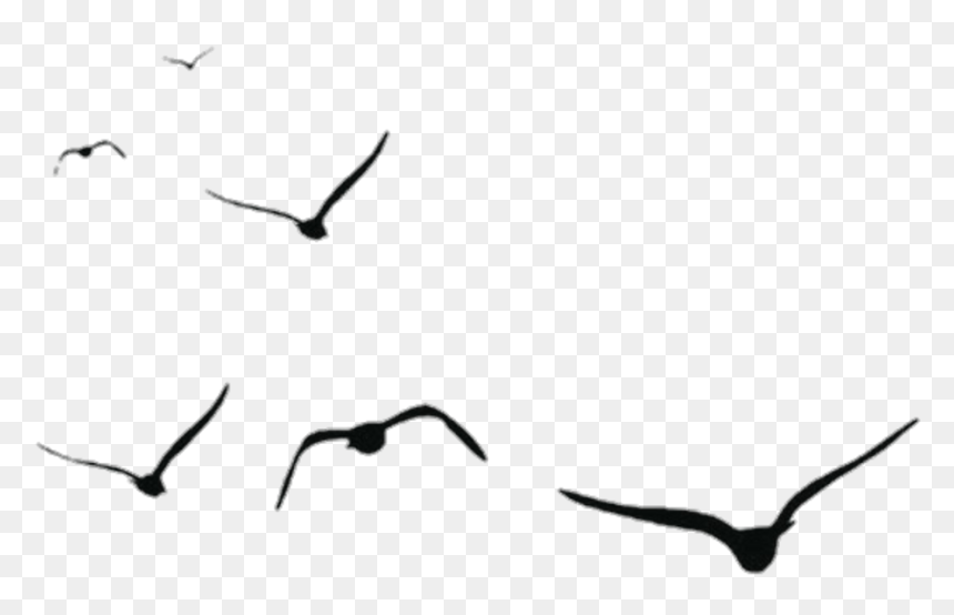 Detail Birds Vector Png Nomer 20