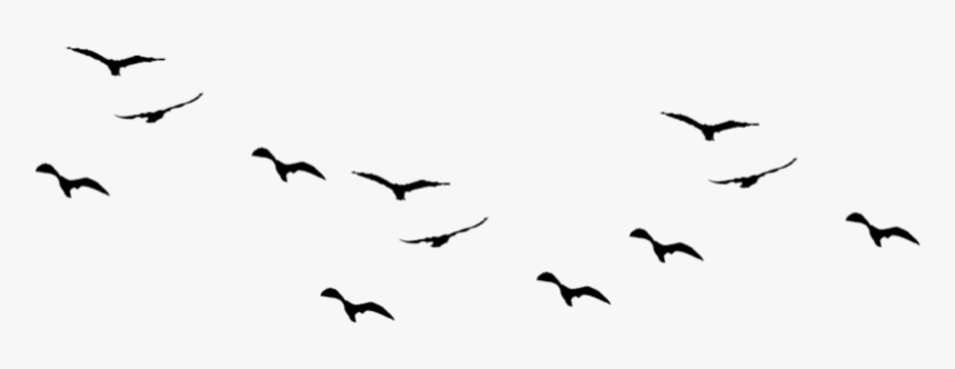 Detail Birds Vector Png Nomer 6