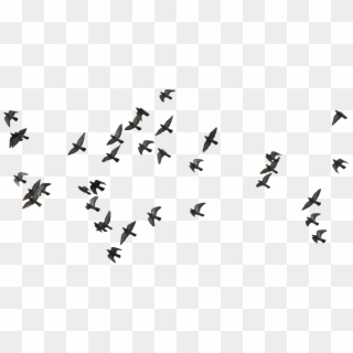 Detail Birds Vector Png Nomer 47