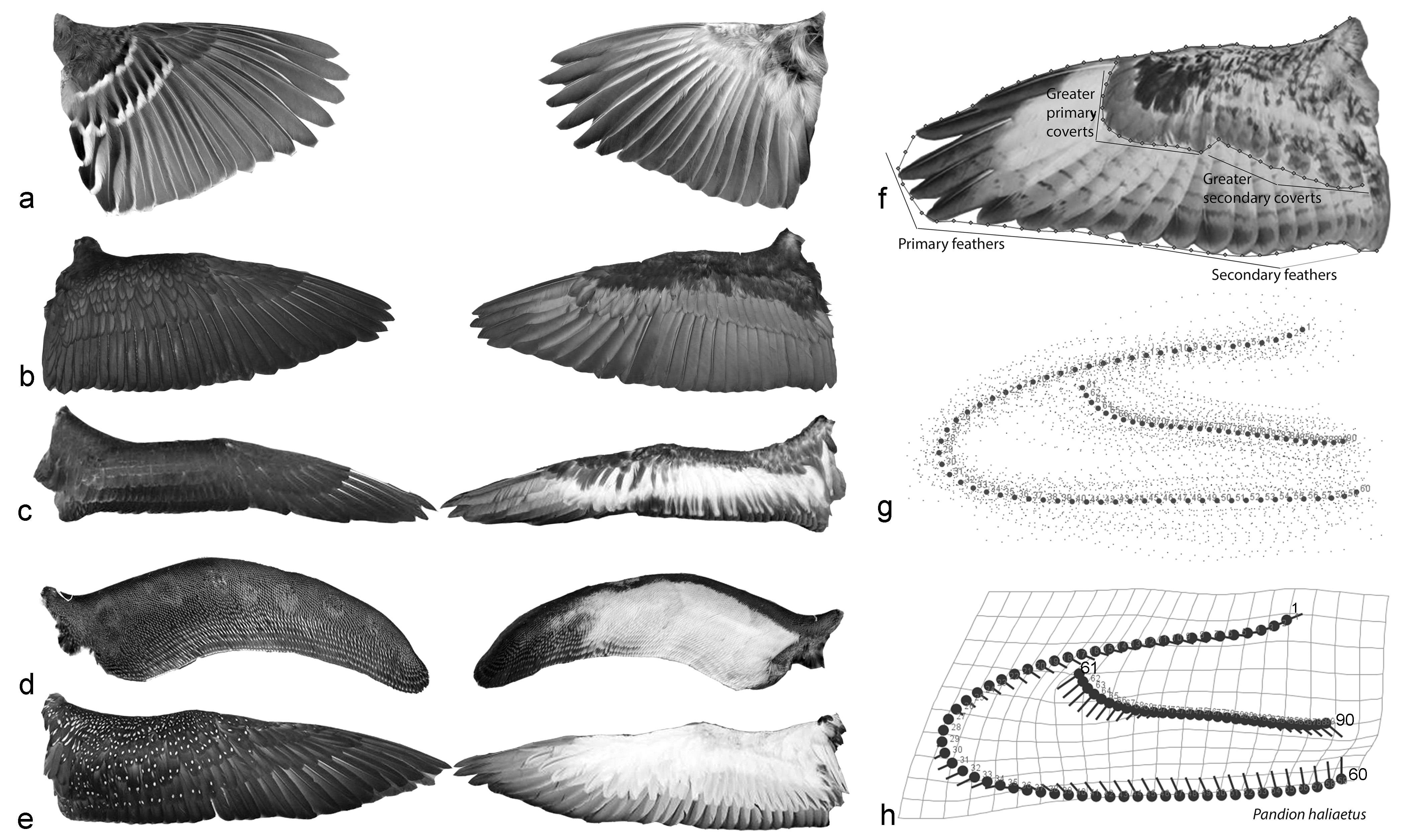 Detail Birds Wings Images Nomer 15