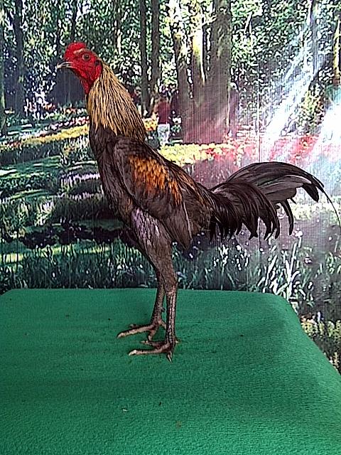 Detail Birma Kaisar Import Nomer 3