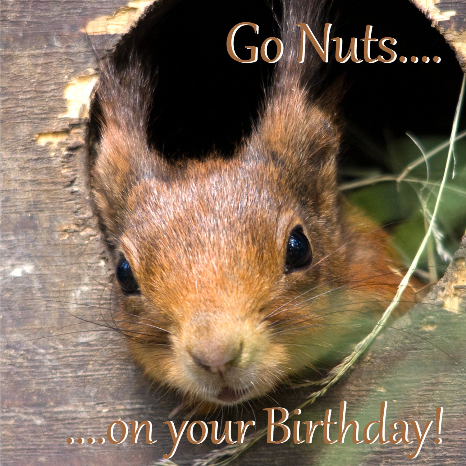 Detail Birthday Card Squirrel Nuts Nomer 18