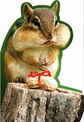 Detail Birthday Card Squirrel Nuts Nomer 35