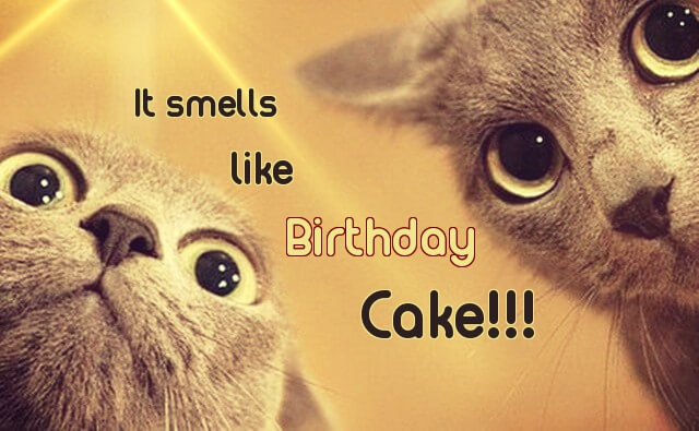 Detail Birthday Wishes Meme Funny Nomer 53