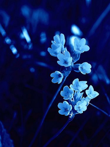 Detail Biru Aesthetic Nomer 23