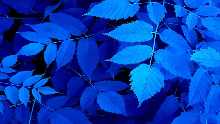 Detail Biru Daun Nomer 2