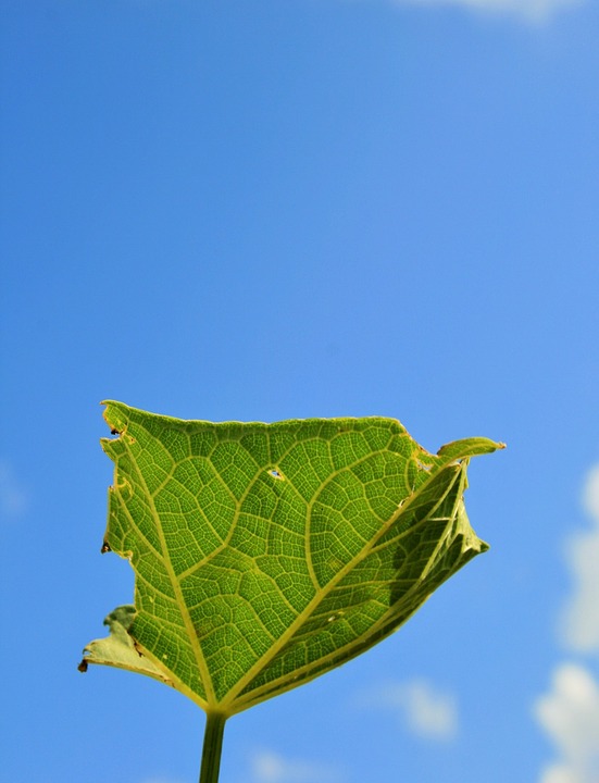 Detail Biru Daun Nomer 12
