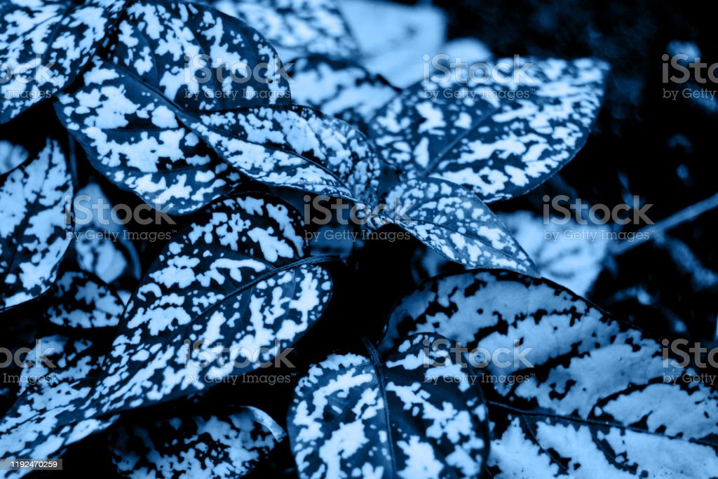 Detail Biru Daun Nomer 17