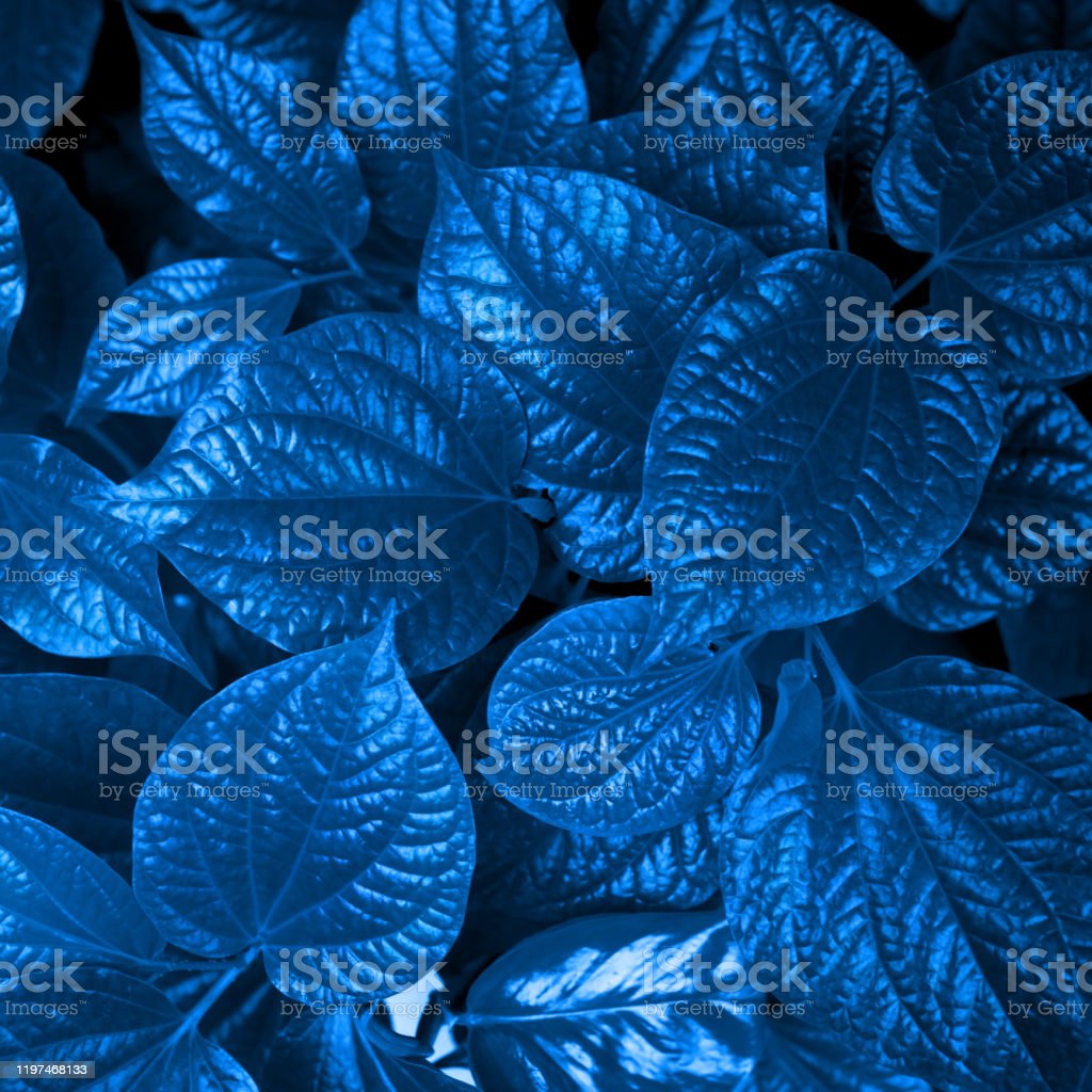 Detail Biru Daun Nomer 19