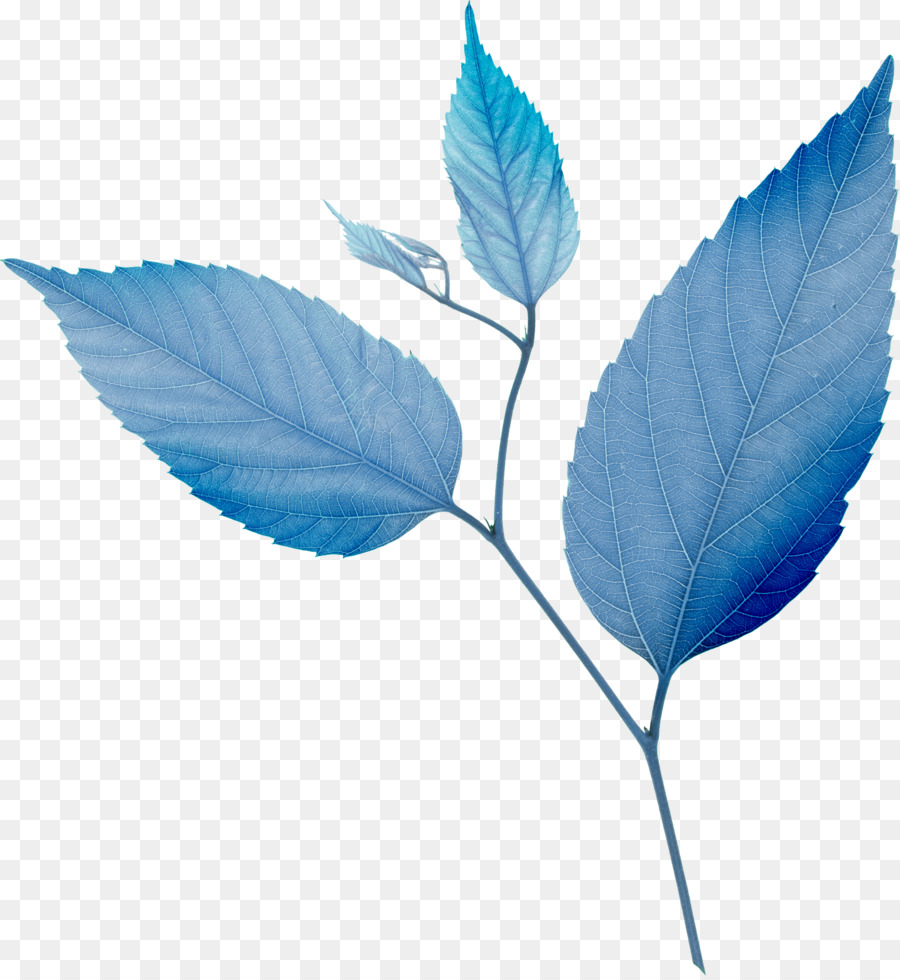 Detail Biru Daun Nomer 27