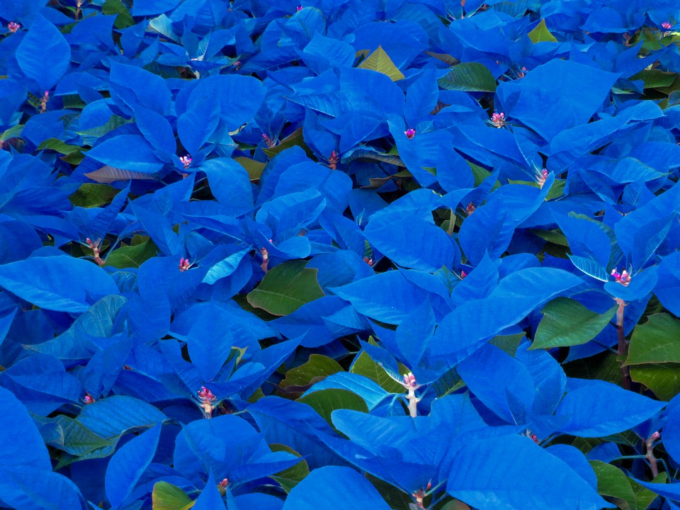 Detail Biru Daun Nomer 4