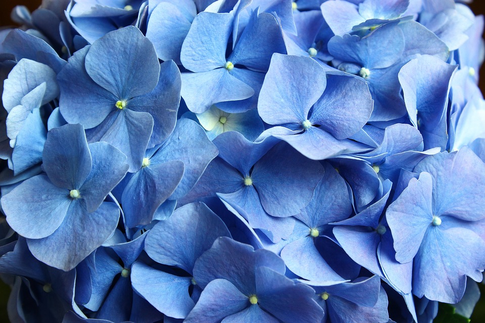 Detail Biru Daun Nomer 29