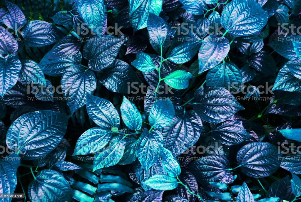 Detail Biru Daun Nomer 32