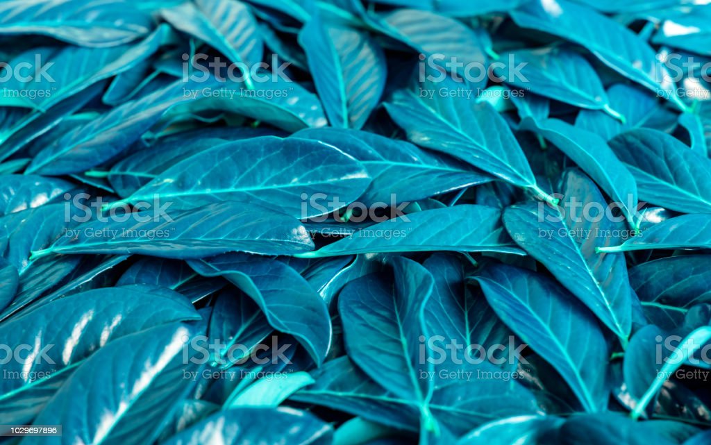 Detail Biru Daun Nomer 37