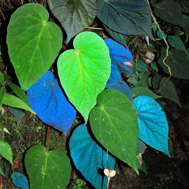 Detail Biru Daun Nomer 5