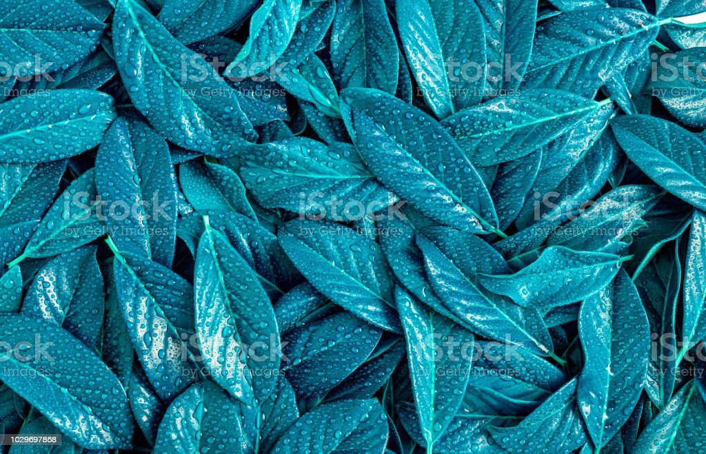Detail Biru Daun Nomer 48