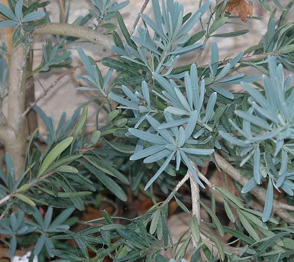 Detail Biru Daun Nomer 49