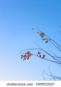 Detail Biru Langit Wallpaper Nomer 53