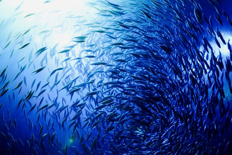 Detail Biru Laut Nomer 21