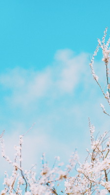 Detail Biru Muda Wallpaper Nomer 48