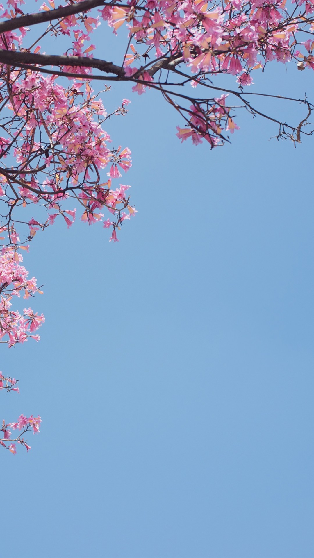 Detail Biru Muda Wallpaper Nomer 52