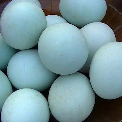 Detail Biru Telur Bebek Nomer 22
