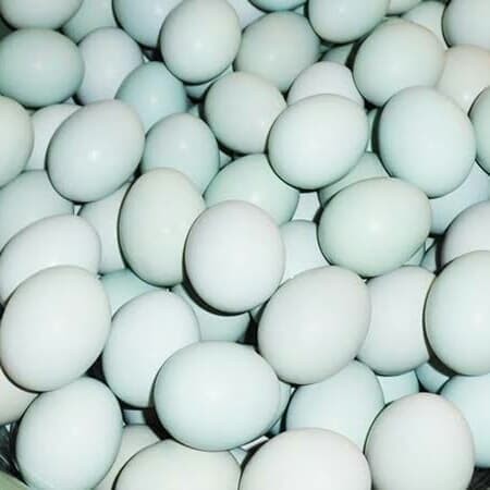 Detail Biru Telur Bebek Nomer 33