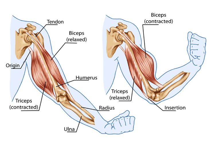Biseps Dan Triseps - KibrisPDR