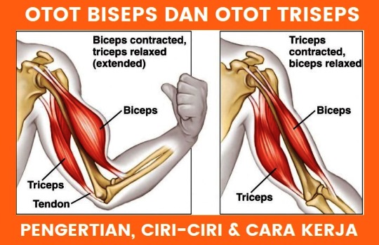 Detail Biseps Dan Triseps Nomer 2