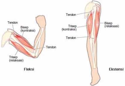 Detail Biseps Dan Triseps Nomer 3