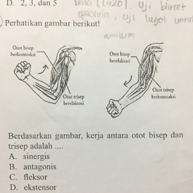 Detail Biseps Dan Triseps Nomer 26