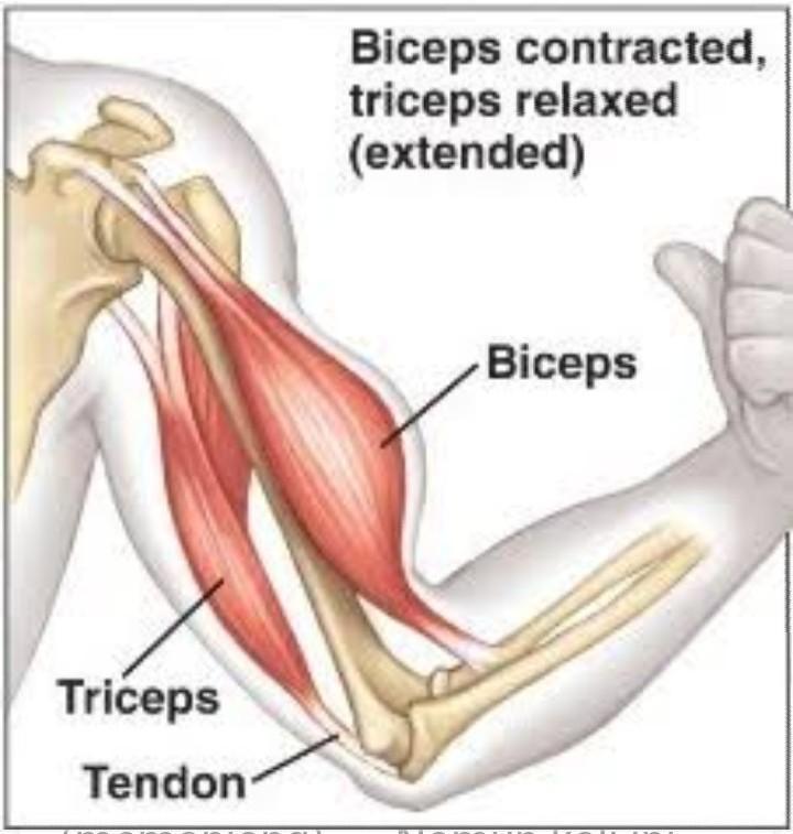 Detail Biseps Dan Triseps Nomer 4