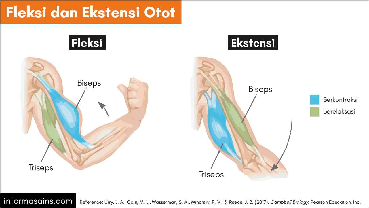 Detail Biseps Dan Triseps Nomer 31
