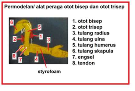 Detail Biseps Dan Triseps Nomer 32