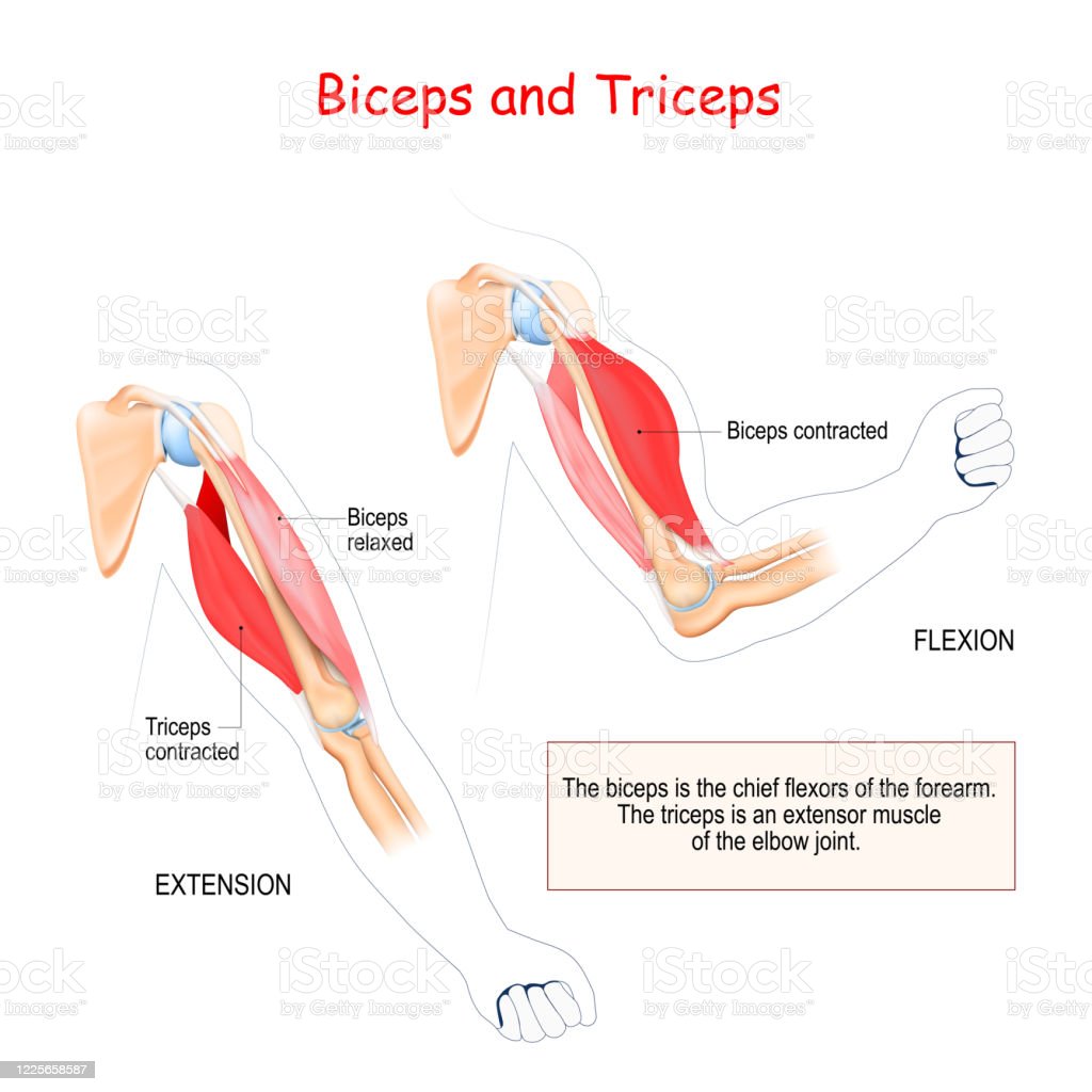 Detail Biseps Dan Triseps Nomer 36