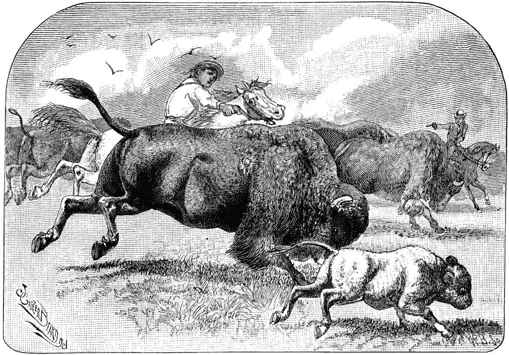 Detail Bison Clipart Nomer 25