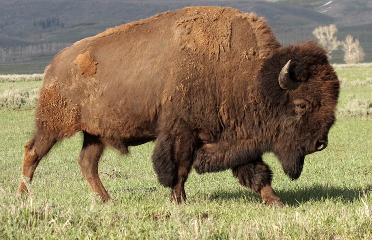 Detail Bison Clipart Nomer 33