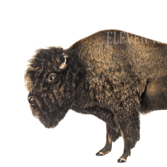Detail Bison Clipart Nomer 51