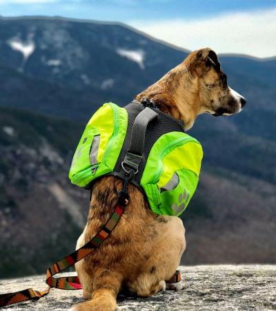 Detail Bison Designs Dog Collar Nomer 47