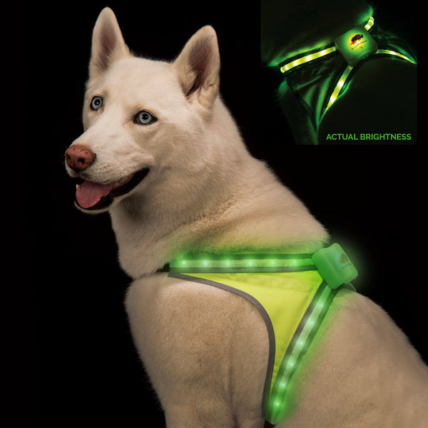Detail Bison Dog Collar Nomer 40