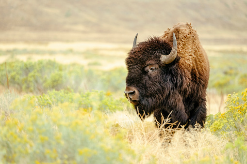 Bison Download - KibrisPDR
