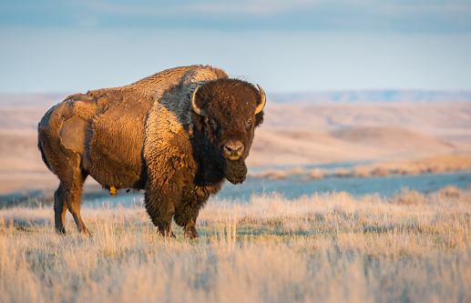 Detail Bison Download Nomer 2