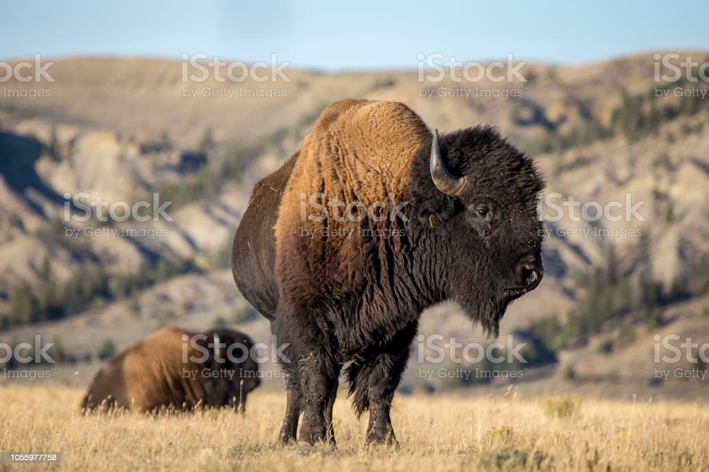 Detail Bison Download Nomer 11