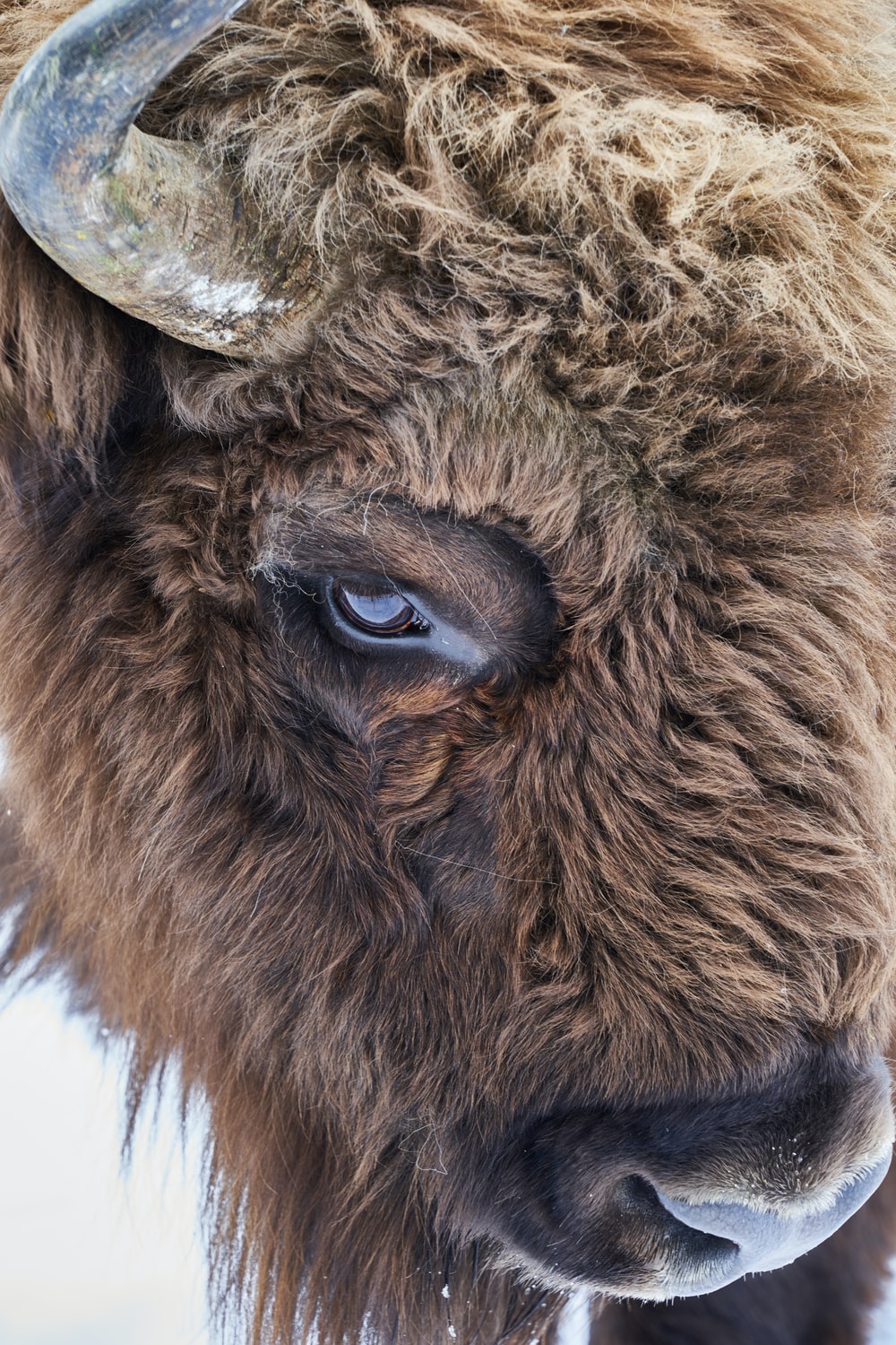 Detail Bison Download Nomer 12