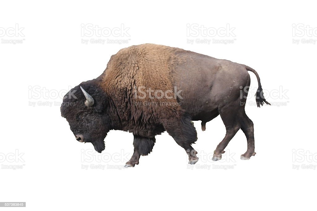 Detail Bison Download Nomer 13